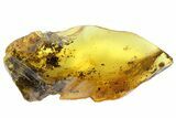 Fossil Pseudoscorpion & Fly (Diptera) Preserved In Baltic Amber #84650-4